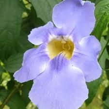 Image result for Thunbergia usambarica
