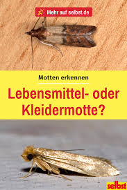 Lebensmittelmotten Bekampfen Selbst De Kleidermotten Lebensmittelmotten Motten In Der Wohnung