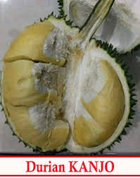 Berwarna kuning pucat dengan rasa pahit dan bertekstur lembut. 100 Asli Bibit Durian Kanjo Thailand Bibit Buahku