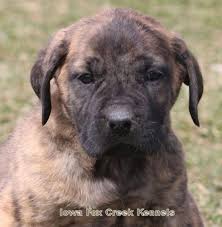 However, there may still be a minimum 24 hr. Mastiff Puppy For Sale Adoption Rescue For Sale In Unionville Iowa Classified Americanlisted Com