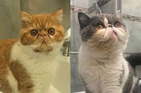 Kucing persia peaknose merupakan kucing yang paling populer di indonesia. Kucing 101 5 Fakta Peaknose Salah Satu Jenis Persia Yang Pesek