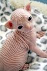 Sphynx Cats: What You Should Know Before You ... - PetHelpful