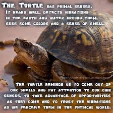 Spirit Animal Your Daily Animal Spirit Guide For June 8th Is The Turtle Witches Of The Craft Turtle Spirit Animal Animal Spirit Guide Turtle
