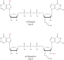 Cap Analogs - BOC Sciences