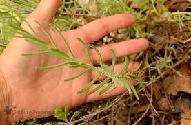 Everyday low prices on an amazing selection. How To Propagate Lavender Plants From Cuttings Get Busy Gardening
