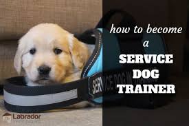 5,616 dog trainer jobs available on indeed.com. How To Become A Service Dog Trainer Labradortraininghq