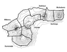 Image result for Rytigynia kiwuensis