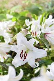 Lily Casablanca Beautiful Flowers Lily Plants Day Lilies