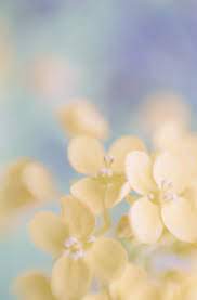 Never miss a post from myveryaestheticblog Pastel Yellow Aesthetic Photography Photography Yellow Aesthetic Yellow Aesthetic Pastel Pastel Aesthetic Yellow Aesthetic