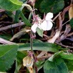 Image result for Pleurolobus