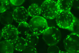Formerly called cercopithecus aethiops, this group of monkeys has been split into several different species). Expansion Of Vero Cells On Corning Enhanced Attachment Microcarriers And Demonstration Of Scalability In A Benchtop Bioreactor