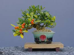 Originally native to china three varieties of kumquat are grown commercially in the united states and you can too if you live in. Shohin Dwarf Kumquat Just Repotted Facebook