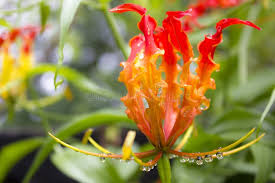 Image result for Littonia