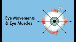 Cardinal Positions Of Gaze Eye Movements And Eye Muscles Cranial Nerves Medzcool