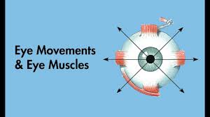 Cardinal Positions Of Gaze Eye Movements And Eye Muscles Cranial Nerves Medzcool