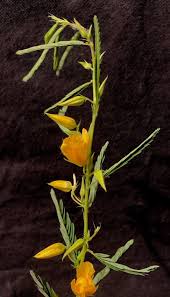 Image result for Chamaecrista polytricha