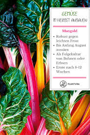 Am markt scheint er an bedeutung zu gewinnen. Gemuse Im Herbst Pflanzen Die 10 Besten Sorten Plantura Pflanzen Mangold Pflanzen Garten