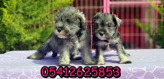 Schnauzer Tarihi Minyaturler