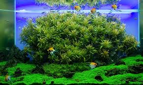 5 tips agar aquarium tetap jernih dan bersih tanpa dikuras подробнее. Agar Aquarium Selalu Jernih Lovedfish