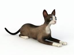 Snowshoe Cat Free 3d Model Snowshoe Cat Animals 3d Model