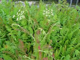 Image result for Berula erecta