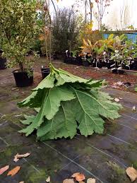 A stunning plant where a statement is needed. Gunnera Care Guide Burncoose Nurseries