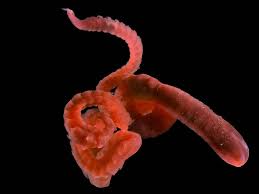 Image result for Polychaeta spp.