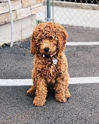 8 Things To Know About The Miniature Goldendoodle Miniaturegoldendoodle Cutepuppies Goldendoodle Dogbeast Goldendoodle Puppy Miniature Goldendoodle Puppies Mini Goldendoodle Puppies