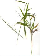 Image result for Ehrharta erecta