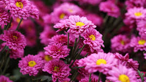 Chrysanthemen – pflanzen, Pflege, Arten - [SCHÖNER WOHNEN]