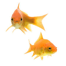 Check spelling or type a new query. 33 Different Types Of Goldfish Breeds Identification Guide