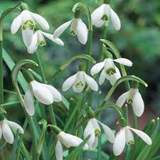 Galanthus Woronowii Broad Leaf Snowdrop 1 Litre Pot Dobbies Garden Centres Bulbs And Seeds Fragrant Flowers Smith Gardens