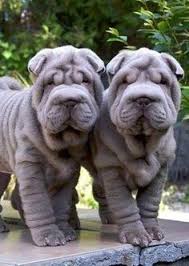 Check spelling or type a new query. Hunde Shar Pei