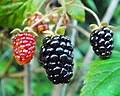 Image result for Rubus kirungensis