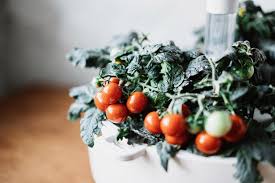 Check spelling or type a new query. How To Grow Cherry Tomatoes Plantui