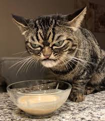 Your meme was successfully uploaded and it is now in moderation. Kitzia The New Grumpy Cat On Instagram People Com