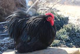 Howells thinks that this age frowns upon the romantic, that it is no use to write romance any more; The Cochin Bantam Chicken A Sweet Hearted Ball Of Feathers With Feet The Featherbrain