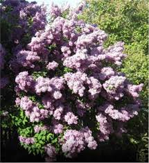 A miniature flowering shrub that grows between 1 and 2 ft. Fragrant Lilac Tree On The Tree Guide At Arborday Org