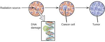 15 4 Biological Effects Of Radiation Chemistry Libretexts