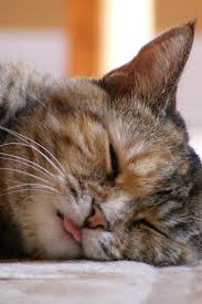 Phyllis Used To Sometimes Stick Her Tongue Out When She Slept So Cute Miss My Girlie Girl Cats Animals Cute Cats