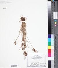 Image result for Fimbristylis complanata