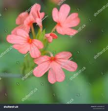 Image result for Crossandra nilotica