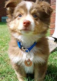 Dexter The Miniature Australian Shepherd Miniature Australian Shepherd Miniature Australian Shepherd Puppies Australian Shepherd Puppies