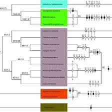 Image result for Pentarhopalopilia umbellulata