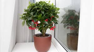 Image result for Ardisia staudtii
