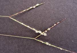 Image result for Digitaria longiflora