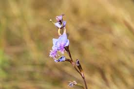 Image result for Disa baurii