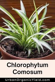 Image result for Chlorophytum sparsiflorum
