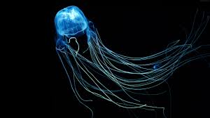 If a person gets tangled up in the tentacles, the stings are extremely painful. Australian Box Jellyfish Jellyfish 5k 5k Aquaticecosystem Aquaticlife Australian Box Jellyfish Nature Ocea Jellyfish Images Animal Wallpaper Jellyfish