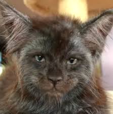 Sosyal Medyanin Son Fenomeni Insan Yuzlu Kedi Valkyrie Nin Sasirtici Fotograflari The Geyik